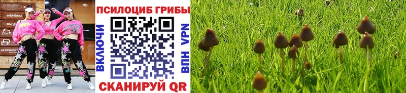 Псилоцибиновые грибы Psilocybe  Приморско-Ахтарск 